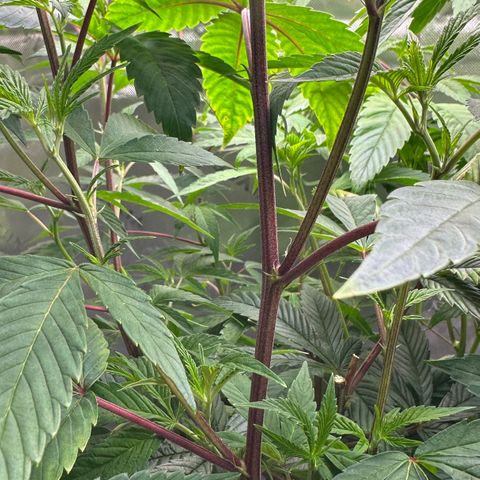 MiscxLAZ #26 C #2 growlog timeline photo