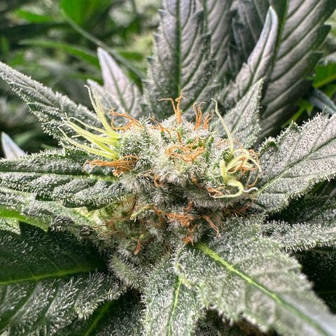 Fuel D.OG #1 Female 47.36g growlog timeline photo