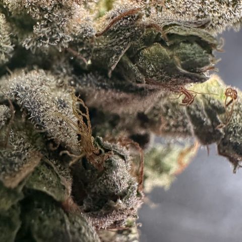 Misc x (LA Kush x Zkittles) #23 28.19g growlog timeline photo