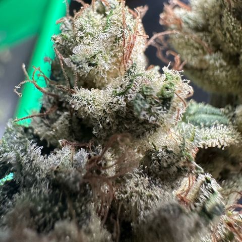 Misc x (LA Kush x Zkittles) #23 28.19g growlog timeline photo