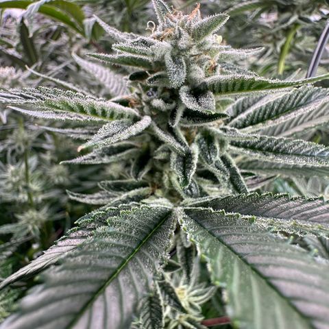 MiscxLAZ #26 C #1 47.15g growlog timeline photo