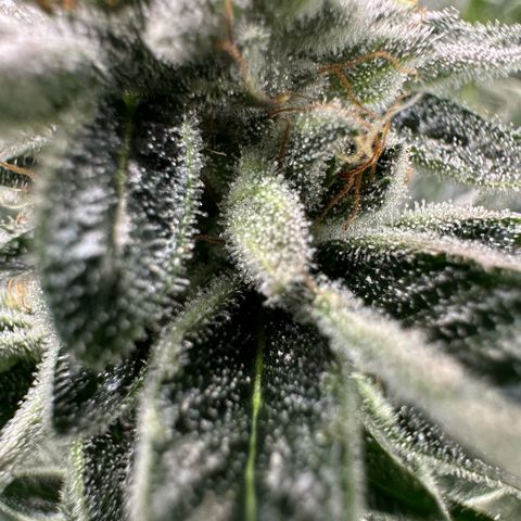 MiscxLAZ #26 C #1 47.15g growlog timeline photo