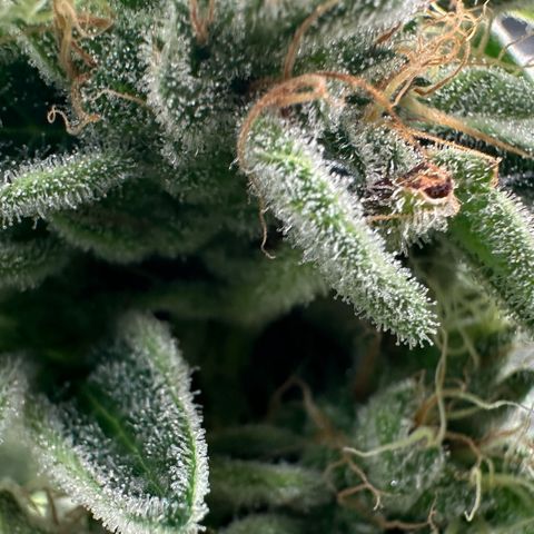 CxLAZ #20 C1 25g growlog timeline photo