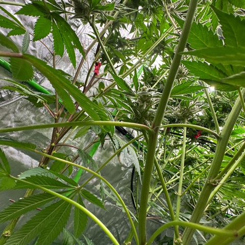 MiscxLAZ #37 C growlog timeline photo