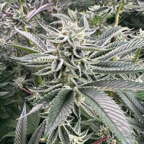 MiscxLAZ #26 C #1 47.15g growlog timeline photo