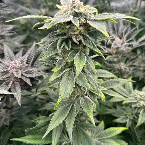 CxLAZ #20 C1 25g growlog timeline photo