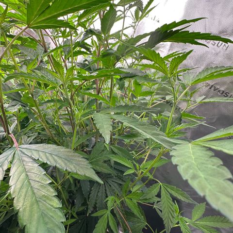 CxLAZ #15 C #1 growlog timeline photo