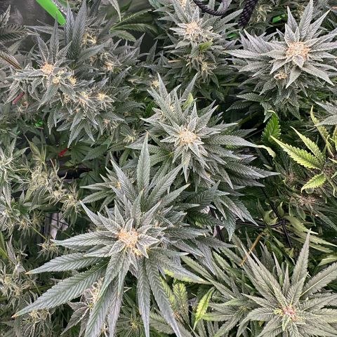 Fuel D.OG #2 Female 49.44g M growlog timeline photo