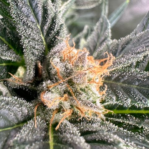 Fuel D.OG #2 Female 49.44g M growlog timeline photo