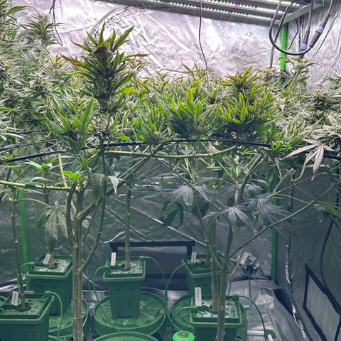 Fuel D.OG #1 Female 47.36g growlog timeline photo