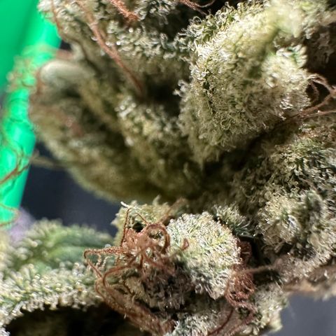 Misc x (LA Kush x Zkittles) #23 28.19g growlog timeline photo