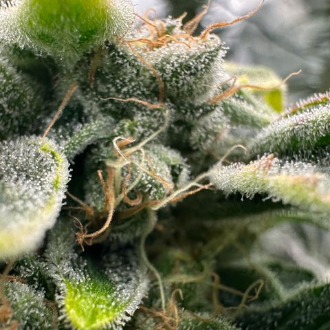 CxLAZ #20 C1 25g growlog timeline photo