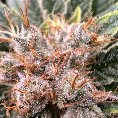 Fuel D.OG #1 Female 47.36g growlog timeline photo