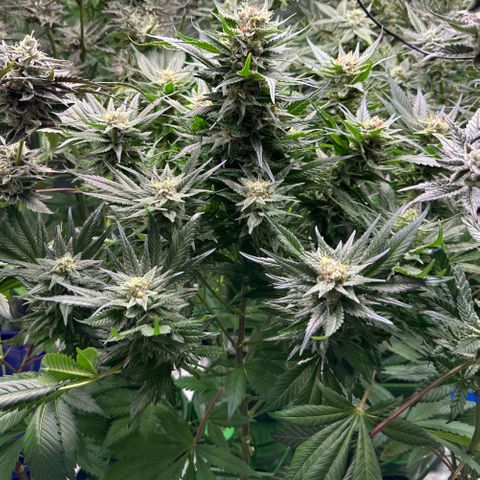 Fuel D.OG #1 Female 47.36g growlog timeline photo