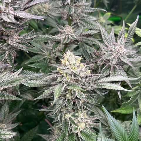 CxLAZ #03 C #1 58.58g growlog timeline photo