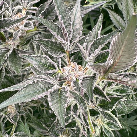 MiscxLAZ #37 C growlog timeline photo