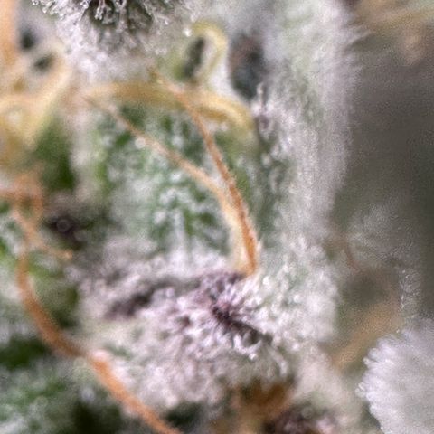 MiscxLAZ #37 C growlog timeline photo