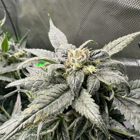 MiscxLAZ #08 C #1 growlog timeline photo