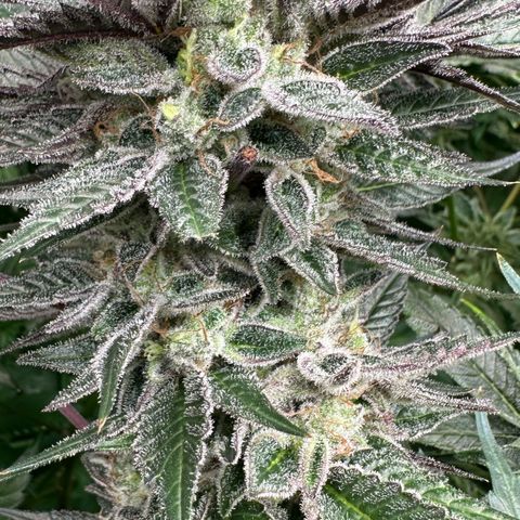 CxLAZ #03 C #1 58.58g growlog timeline photo
