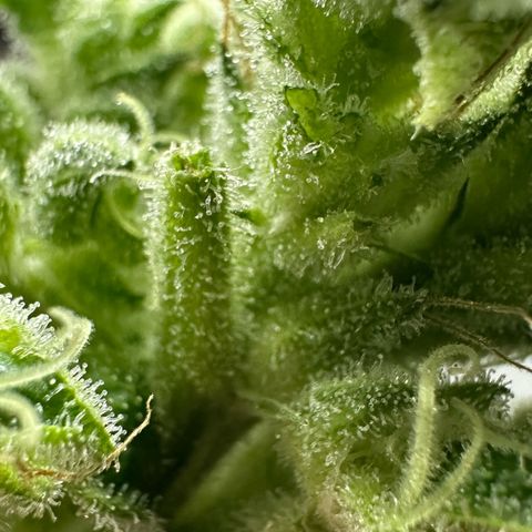MiscxLAZ #08 C #1 growlog photo: Broke bud off plant