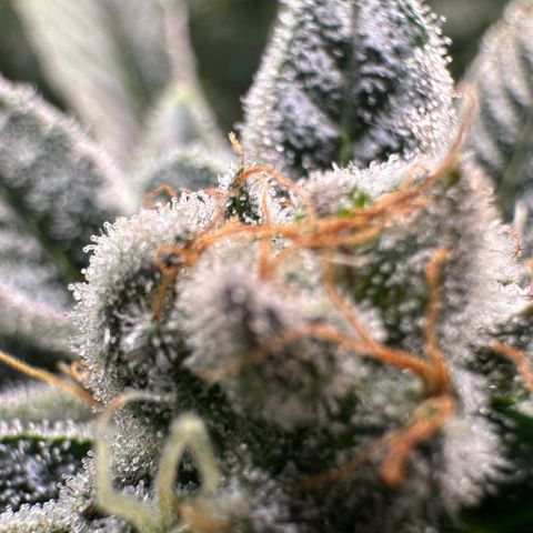 MiscxLAZ #26 C #1 47.15g growlog timeline photo