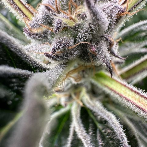 MiscxLAZ #37 C growlog timeline photo