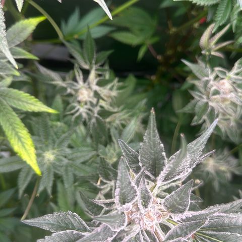 MiscxLAZ #37 C growlog timeline photo