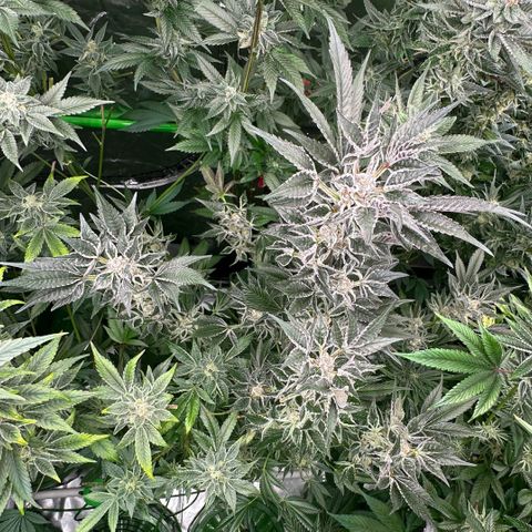 MiscxLAZ #37 C growlog timeline photo
