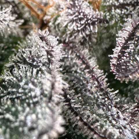 MiscxLAZ #22 C 42.33g growlog timeline photo