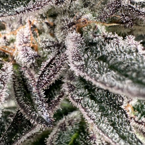MiscxLAZ #22 C 42.33g growlog timeline photo