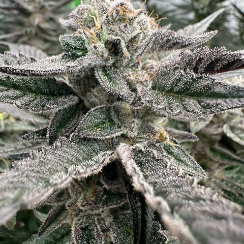 MiscxLAZ #22 C 42.33g growlog timeline photo