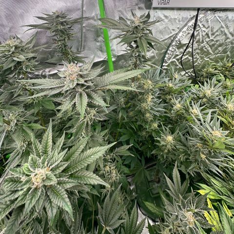 MiscxLAZ 5-4 34.63g growlog timeline photo