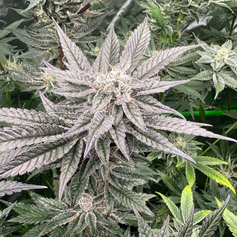 MiscxLAZ #22 C 42.33g growlog timeline photo