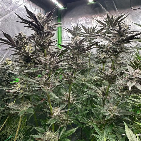 MiscxLAZ #22 C 42.33g growlog timeline photo