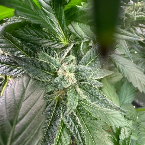 MiscxLAZ 5-4 34.63g growlog timeline photo