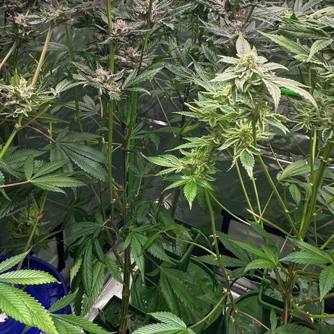 MiscxLAZ #22 C 42.33g growlog timeline photo