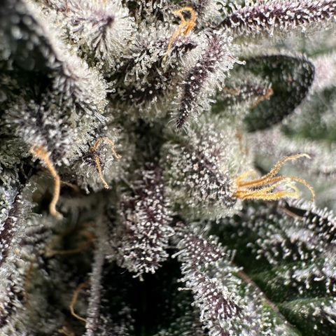 MiscxLAZ #22 C 42.33g growlog timeline photo