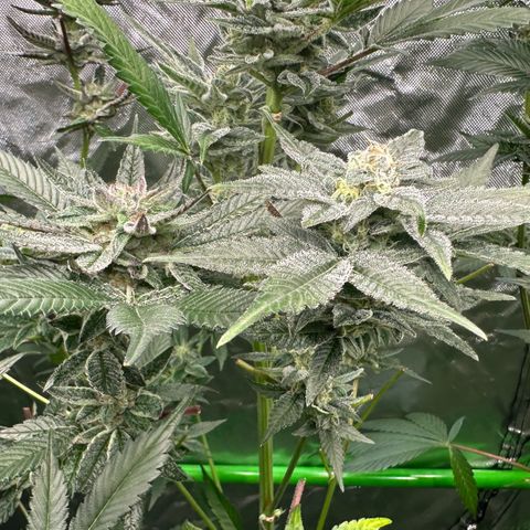 CxLAZ #31 C growlog timeline photo
