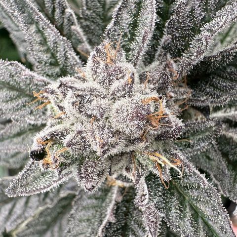 MiscxLAZ #22 C 42.33g growlog timeline photo
