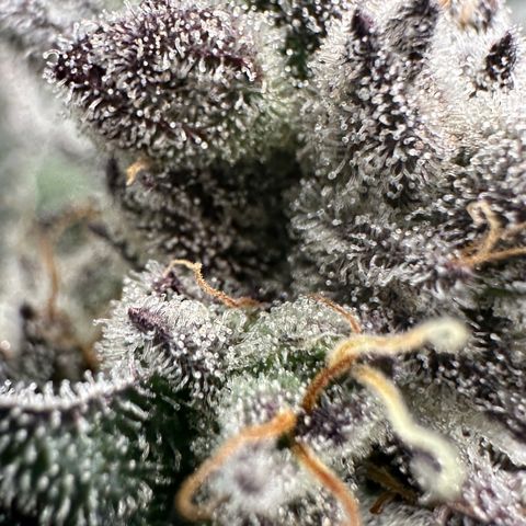 MiscxLAZ #22 C 42.33g growlog timeline photo