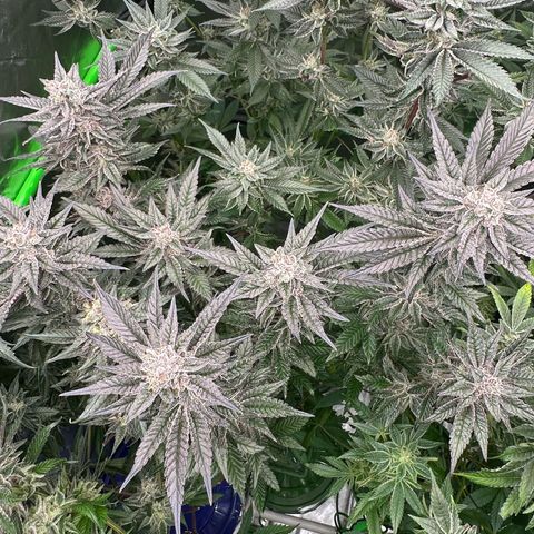 MiscxLAZ #22 C 42.33g growlog timeline photo