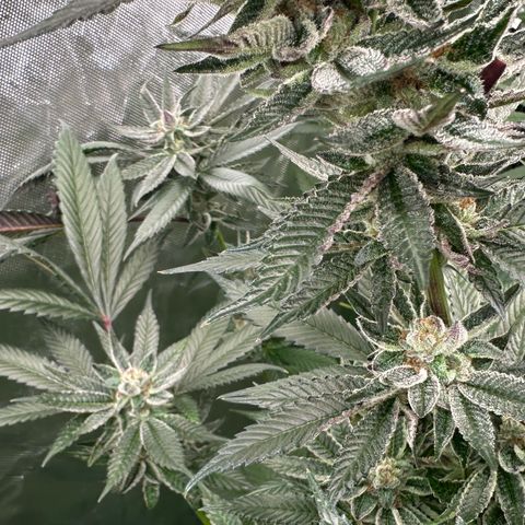 MiscxLAZ #27 C 39g growlog timeline photo