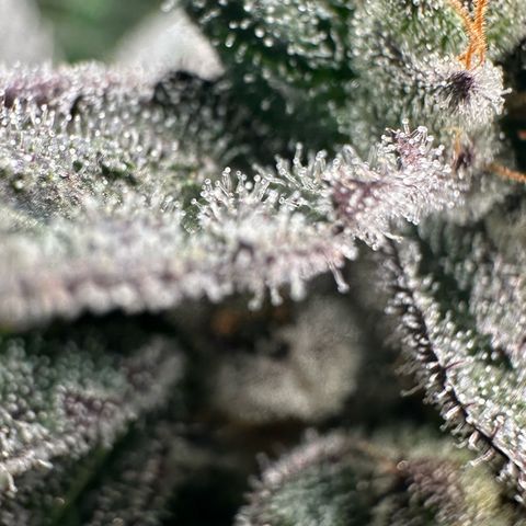 MiscxLAZ #22 C 42.33g growlog timeline photo