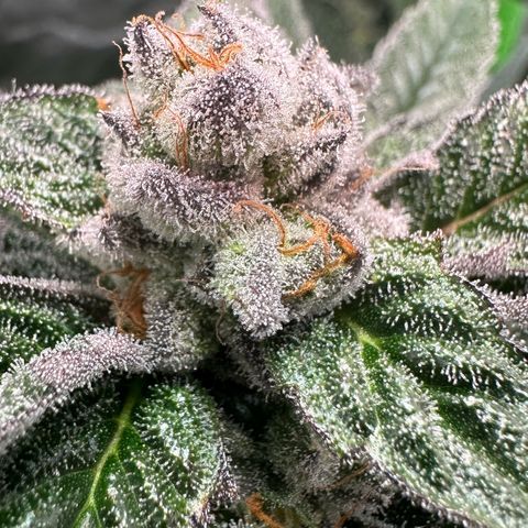 MiscxLAZ 5-4 34.63g growlog timeline photo