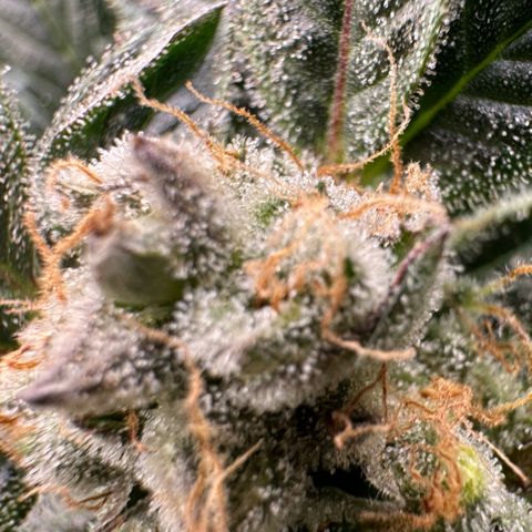 Fuel D.OG #2 Female 49.44g M growlog timeline photo