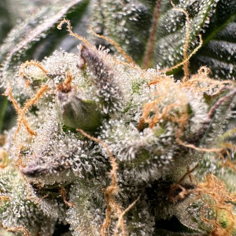 Fuel D.OG #2 Female 49.44g M growlog timeline photo