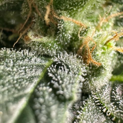 Fuel D.OG #2 Female 49.44g M growlog timeline photo