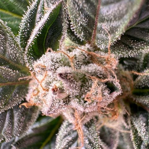 Fuel D.OG #2 Female 49.44g M growlog timeline photo