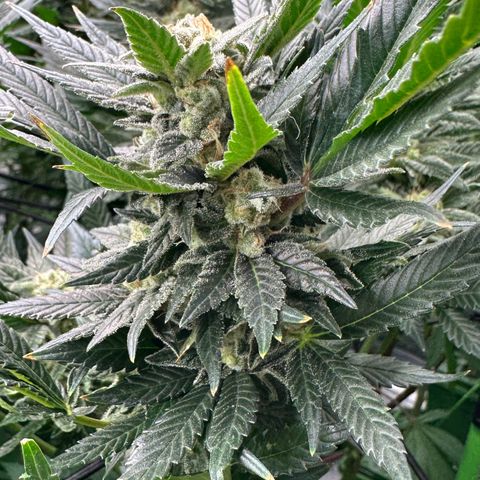 Fuel D.OG #2 Female 49.44g M growlog timeline photo