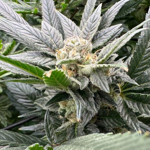 Fuel D.OG #2 Female 49.44g M growlog timeline photo